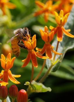 A Bee working a golden orange Butterfly weed 