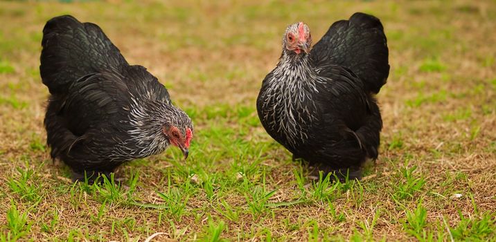 Live Animals free range chicken bantam hens organic egg layers for healthy lifestyle