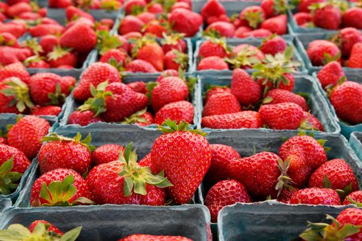 Single sharp image of a red strawberry on table full of berries