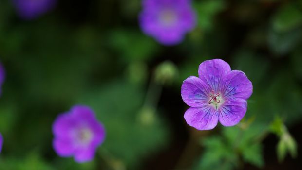 Macro shot of a Purple Wild Geranium with a narrow depth of field and soft focus flowers in background