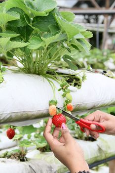 A worker harvesting strawberry fruits from the strawberry plant