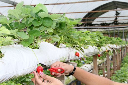 A worker harvesting strawberry fruits from the strawberry plant