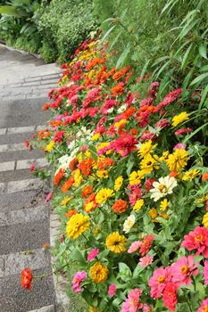 beautiful colourful flower garden