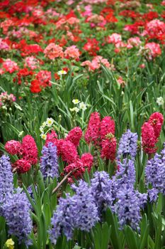 colorful flower bed background