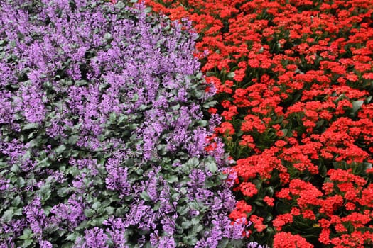 purple and red flower bed background