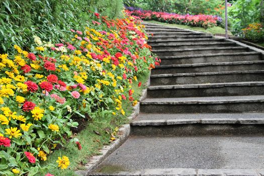 beautiful colourful flower garden