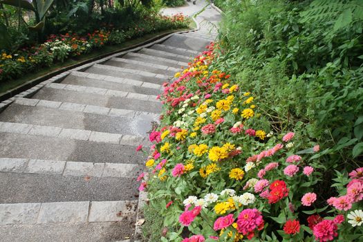 beautiful colourful flower garden