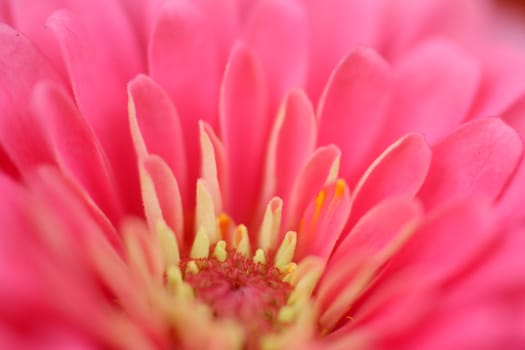 Pink zinnia flower petal macro