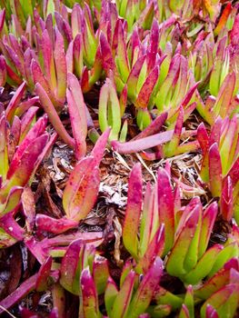 Colorful coastal red and green plants