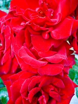 Red velvet roses in country garden
