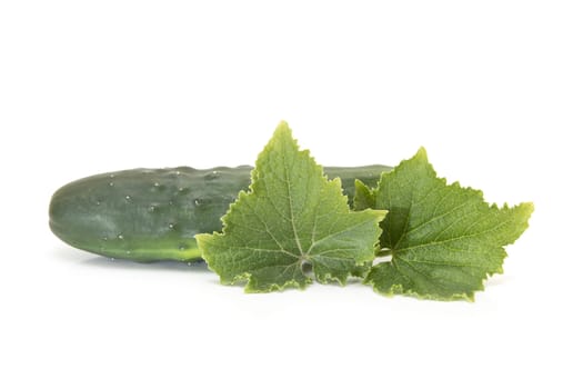 Cucumbers with its leaves isolated on a white background
