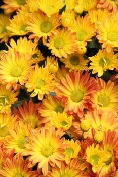 yellow flower bed close-up