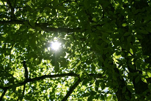 Morning forest and sun rays striking through the branches
