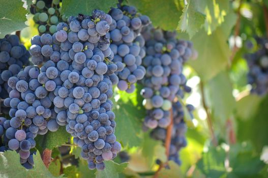 Red Wine Grapes on the Vine