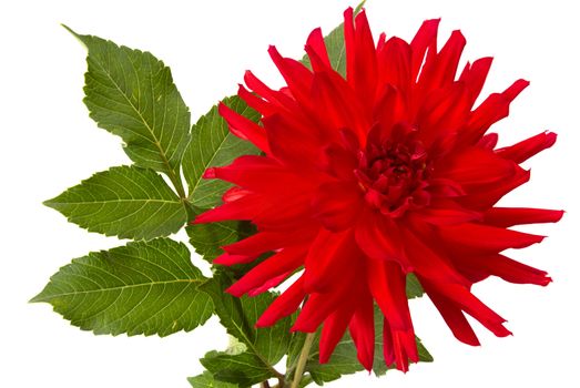 Red dahlia isolated on white background