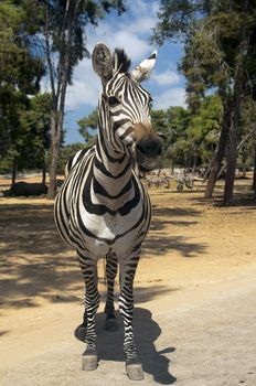 curious zebra, posing for the camera in a national park
