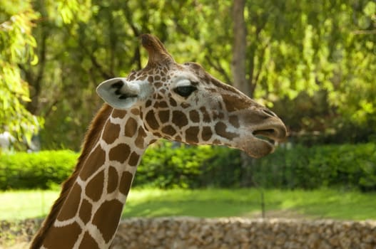 Close up shot of head of young giraffe