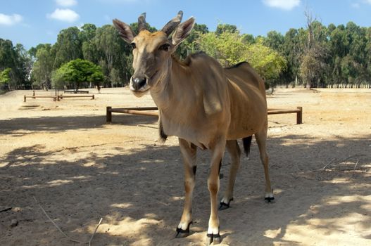 Eland antelope , also known as Kanna it is the world's biggest antelope.