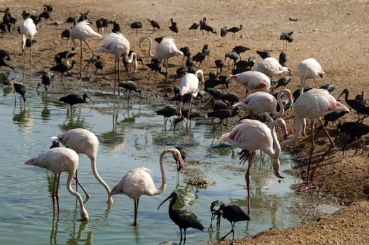pink flamingos and black herons feed on small pond in a safari