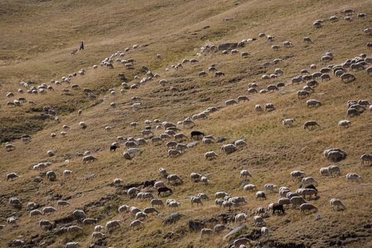 Shepherd followed by his sheepdog and his flock of sheep uphills in the Pyrenees on the Spanish side.