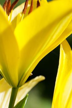 Macro view of open yellow lilies in a garden