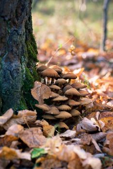 Group of toadstools in the autumn forest