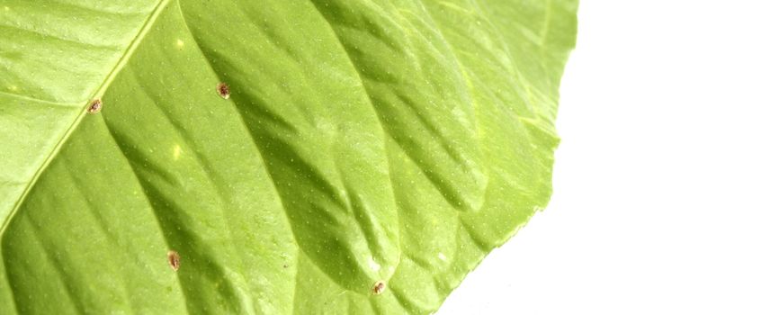 presence of coccus hesperidum on a leaf taken from a lemon tree