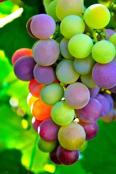 Colorful bunch of grapes on a background of green leaves