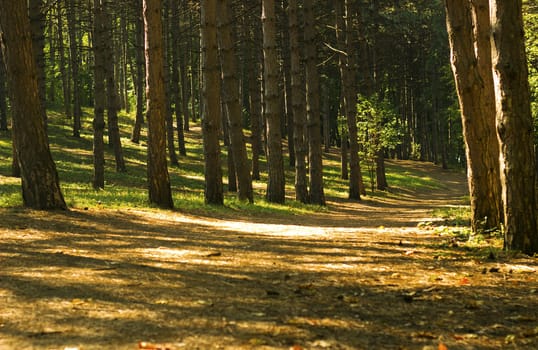 nice outdoor image of path in the summer park