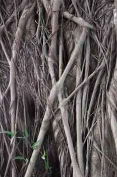 many tree roots of big tree in forest