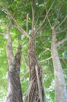 big banyan tree with beautiful roots