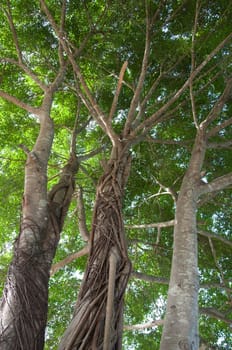 big banyan tree with beautiful roots