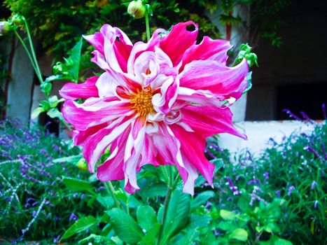 Pink and white candy stripe flower in garden