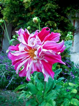 Pink and white candy stripe flower in garden