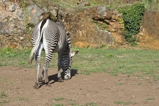 A beautiful African zebra in his natural environment