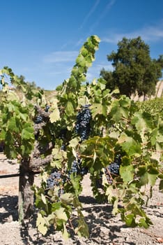 Grapevine loaded with ripe black grapes California
