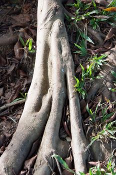 root of a big tree in forest