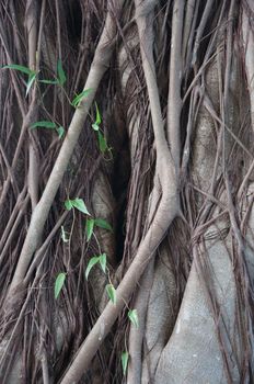 many tree roots of big tree in forest