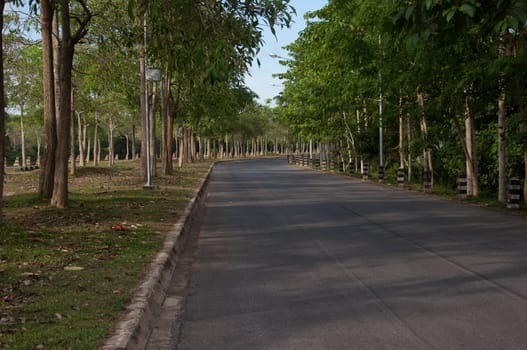 road in park landscape surround with tree and nature