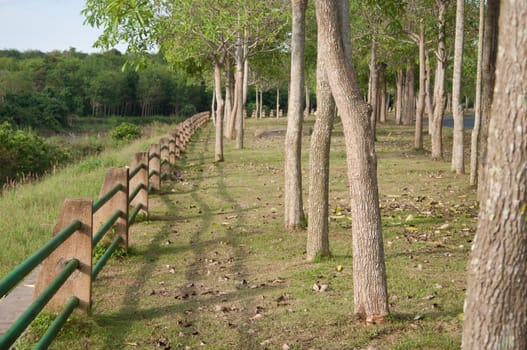 trees in park nature landscape in evening