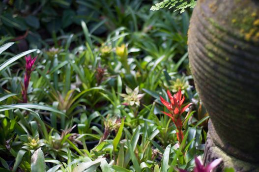 red flower blossom in garden nature