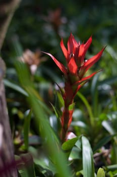 red flower blossom in garden nature