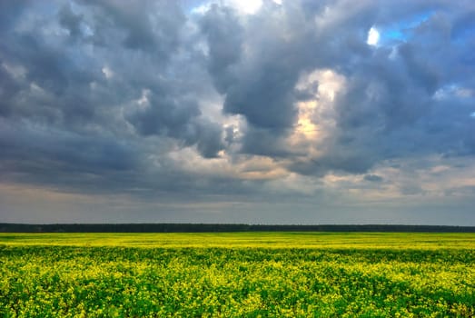 Cloudy sky over yellow field of rapeseed