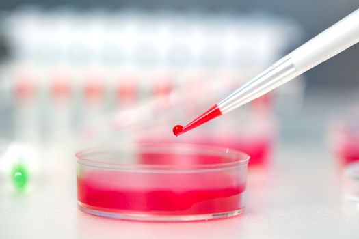 Pipette with drop of liquid and petri dishes