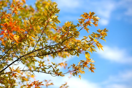 Autumn foliage against the sky