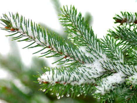 Christmas tree on white background