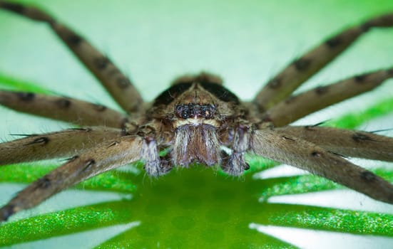 Cane Spider