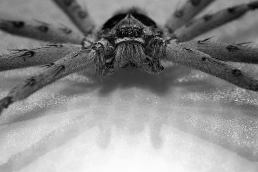 Cane Spider