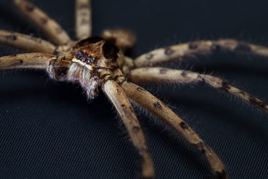 Cane Spider