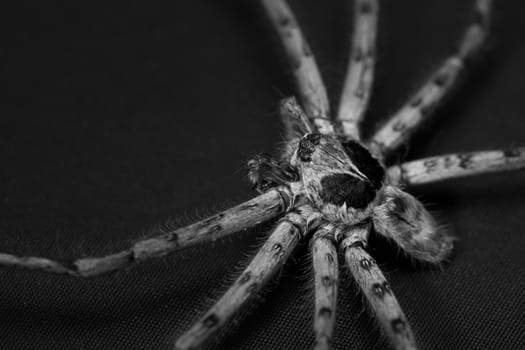 Cane Spider